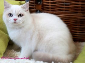 Britischkurzhaarkatze Ninna mit Stammbaum, kastriert