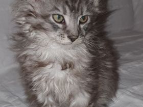 Reinrassige Maine Coon Kitten mit Stammbaum