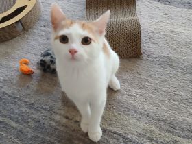 Verschmustes Katzenkind sucht Zuhause
