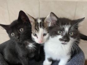 Kätzchen.Katze.Kater.Katzenbaby.
