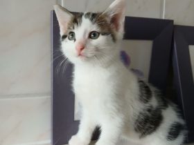 Kätzchen. Kater. Katzenbaby.