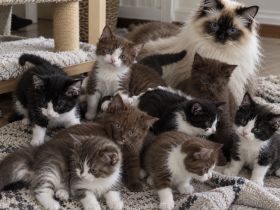 Günstig wegen umzug ! 8 edle heilige Birma Bkh mix Babys 12 Wochen und Mega anhänglich rassemix