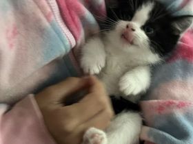 Günstig wegen umzug ! Noch 4 edle heilige Birma Bkh mix Babys 12 Wochen und Mega anhänglich rassemix