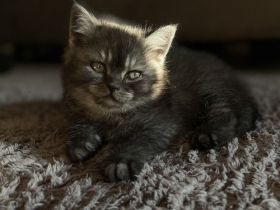 BKH Kitten / Britisch Kurzhaar kitten