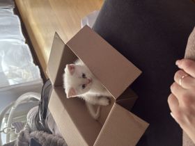 Bkh Kitten