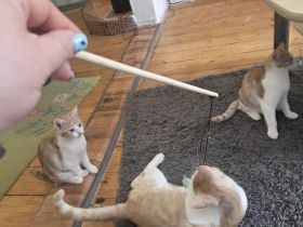 Familie Katzen