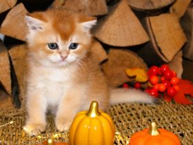 BKH Kitten Britische Kurzhaar Baby Katze golden shaded, point reinrässig Chinchilla mit Stammbaum