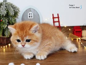 BKH Kitten Britische Kurzhaar Baby Katze Kater golden shaded, point reinrässig  mit Stammbaum