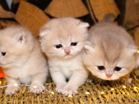 BKH Kitten Britische Kurzhaar Baby Katze golden blue creme reinrässig Chinchilla mit Stammbaum