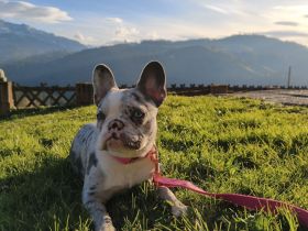 Joy sucht ihr Für-immer-Zuhause