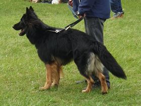 Altdeutscher Schäferhund - Deckrüde "Diego von El Dorado"