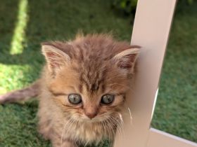 7 liebevolle Kitten abzugeben