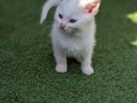 7 liebevolle Kitten abzugeben
