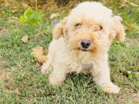 Maltipoo Mix Mädchen rina