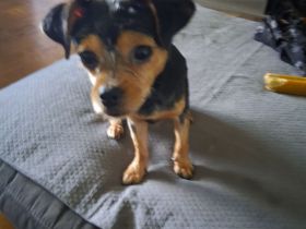 ❗️ANGEBOT❗️Mischlings-Hund