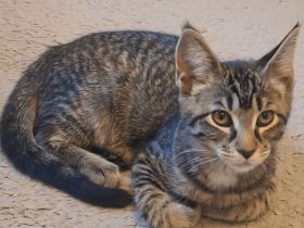 Wunderschöne MainCoon Mix Prinzessin 👸🏻