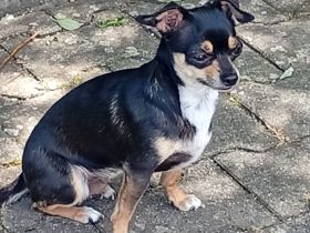 Kleine Hunde Rea