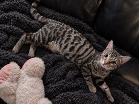 Bengal Katze