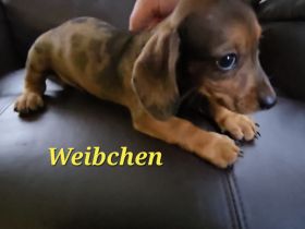 Zwergdackel Welpen