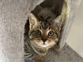 Zwei süße BKH Kitten suchen gemeinsam ein liebevolles Zuhause