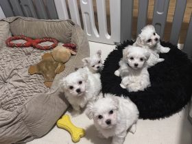 Maltese welpen