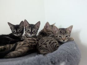 3 Monate Baby Kitten Bengal /BKH Mix