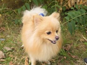 Pomeranien Mädchen Aira