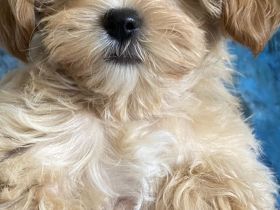 Traumhaft schöne Maltipoo Welpen