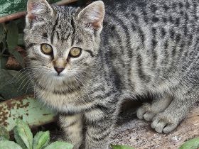 Bezaubernder Bengal-Mix-Kater mit außergewöhnlicher Fellzeichnung sucht liebevolles Zuhause