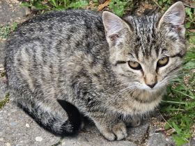 2 wunderschöne Bengal-Mix-Kätzchen – 1 Kater & 1 Mädchen – ab 15.10