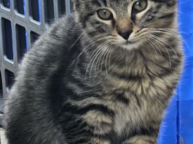 3 wunderschöne Bengal-Mix-Kätzchen – 2 Kater & 1 Mädchen – ab 15.10