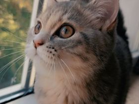 Liebevolles BKH Katzenmädchen (5,5 Monate) mit 24-teiligem Zubehör