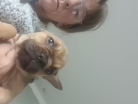Französische Bulldoggen Welpen