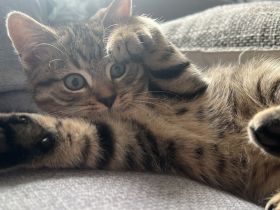 Simba lieber BKH-Mix-Kater sucht ein liebevolles Zuhause