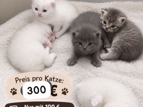 Bkh kitten