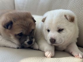 Shiba Inu