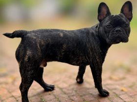 Französische Bulldogge 6 Monate Rüde