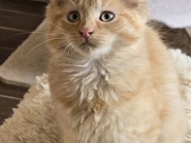 Maincoon Mix Kitten
