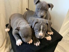 Amerikanischer bullys Welpen