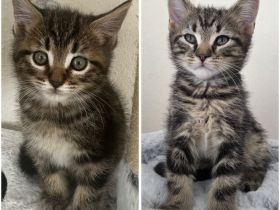 Maine Coon mix Jungs suchen liebevolles Zuhause