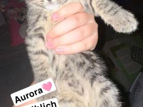 Zwei süße kitten suchen noch ein für immer zuhause