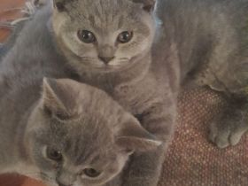 BKH Kitten blau Mädchen