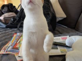 2 wunderschöne rot weiße Kater