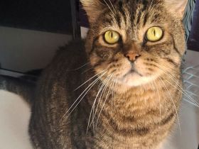 Kater Yoma, freundlich und selbständig, braucht ein ruhiges Zuhause