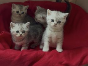 Bkh kitten mit Gesundheitszeugnis