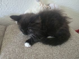 Kitten kater