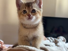 (Bkh) kitten suchen ein Zuhause