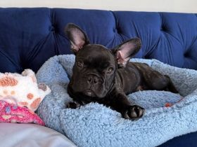 Französische Bulldoggen-Hündin