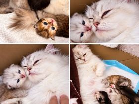 Wunderschöne Britisch Langhaar Kitten (BLH) ❤️ Reservierung möglich 🐾