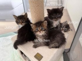 Maine Coon Baby